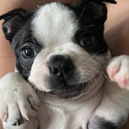 Boston Terriers from Thee Puppy Lady🐾