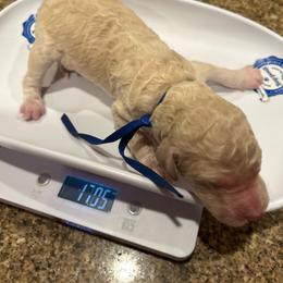 Boston - Cream male Poodle puppy in Mobile, Alabama from Semmy’s Standard Poodle LLC