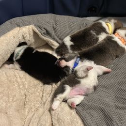 Pembroke Welsh Corgi Puppies from Temperance Farm Corgis