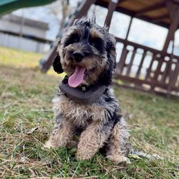 Junie - Cockapoo