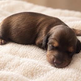 Gus - Red male Dachshund puppy in Mountainburg, Arkansas from Farm House miniatures