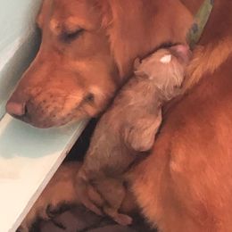 Goldendoodle Puppies from Cottage Doodles