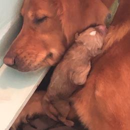 Goldendoodle Puppies from Cottage Doodles
