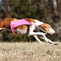 Afghan Hounds and Ibizan Hounds from Acires Sighthounds