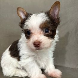 Boomer - Chocolate, tan and white male Yorkshire Terrier puppy in Walker, Louisiana from Precious Yorkies