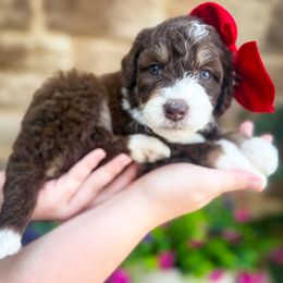 S'more - Brown and white female Sheepadoodle puppy in Marion, Ohio from Doodles & Doxies
