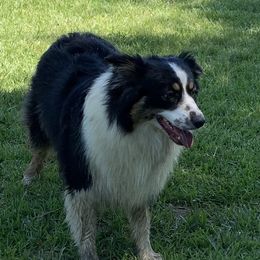 Fallon - Australian Shepherd