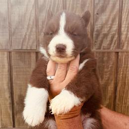 Smokey - Agouti and white male Siberian Husky puppy in Thomasville, Georgia from Southern Blues Siberian Huskies