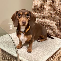 Peanut - Dachshund
