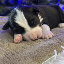 Cookie - Black tri female Miniature American Shepherd puppy in Bayard, Nebraska from Puppies by Alies