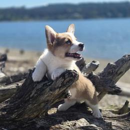 Wesley - Red male Pembroke Welsh Corgi puppy in Gig Harbor, Washington from Pacific Northwest Pembroke Welsh Corgis