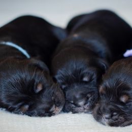 Cocker Spaniels and Poodles from K & M Home Kennels