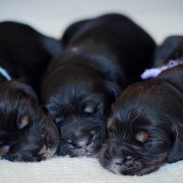 Cocker Spaniels and Poodles from K & M Home Kennels