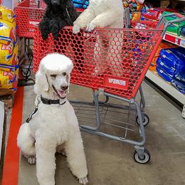 Poodle Puppies from Wispynook Poodles