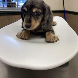 Dachshund Puppies from Mimidachs of Texas