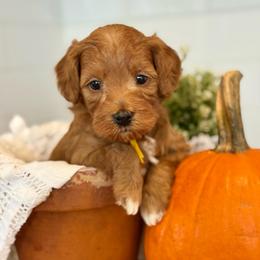 Yellow - Red  female Goldendoodle puppy in Hesperia, Michigan from Red Acres Poodles & Doodles
