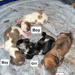 Boy 2 - Piebald male Dachshund puppy in Phoenix, Arizona from Jennifer's Guardian Doxies