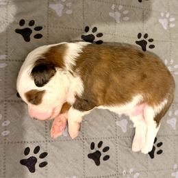 Boy 1 - Blue merle male Aussiedoodle puppy in Martin County, Florida from Biggie Ranch