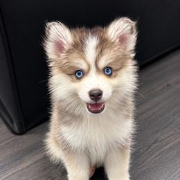 Mochi - Gray and white male Pomsky puppy in La Verne, California from Red Cedar Pomskies