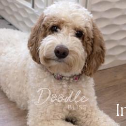 Indy - Goldendoodle