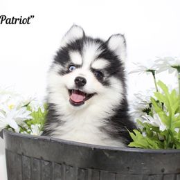 Patriot - Black and white male Pomsky puppy in Murfreesboro, Tennessee from Middle Tennessee Pomskies