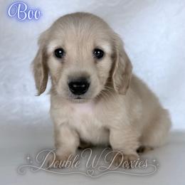 Boo - Cream male Dachshund puppy in Alto, Texas from Double W Doxies