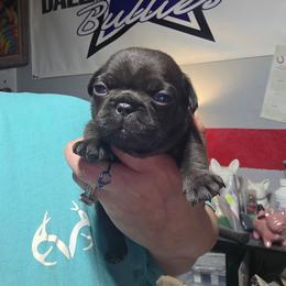 Girl 2 - Liver female French Bulldog puppy in Forney, Texas from Dallas Lonestar Bullies