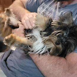 Yorkshire Terriers from Precious Yorkies of Alabama