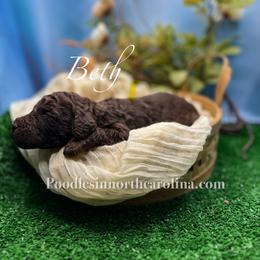 Beth - Brown female Poodle puppy in Greenville, North Carolina from Grace Poodles