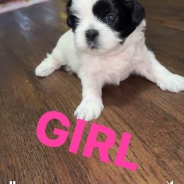 Shih Tzu Puppies from Shih Tzu pups