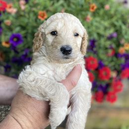 Goldendoodles and Golden Retrievers from Hanson’s NW Goldens & Doodles