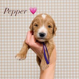Pepper - Parti female Goldendoodle puppy in La Porte, Texas from B+C Doodles