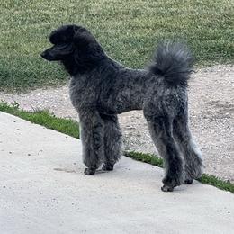 Niko - Poodle