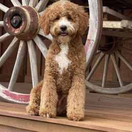 Goldendoodle and Poodle Puppies from CharleighRae Poodles and Doodles