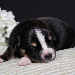 Celeste - Black tri-color female Australian Shepherd puppy in Colorado Springs, Colorado from Storm and Sage Australian Shepherds