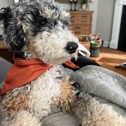 Lulu - Australian Mountain Doodle