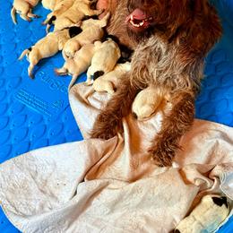 Doc - Chestnut and gray male Wirehaired Pointing Griffon puppy in Shelbyville, Texas from AndersonK9Kennels Bayou Beards