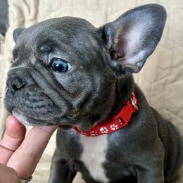 French Bulldogs from Spunky Frenchies