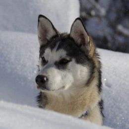 Grover - Siberian Husky