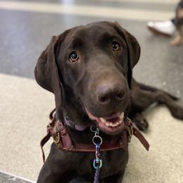 Labrador Retrievers from Limitless Freedom Service Dogs