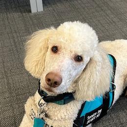 Merlin - Poodle