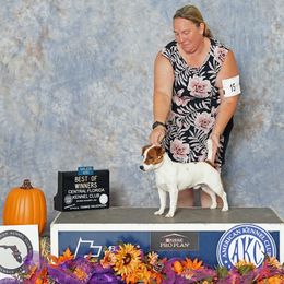 Dice - Russell Terrier