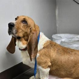 Poppy - Basset Hound