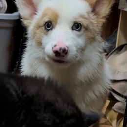 American Corgi puppies from Magnolia Trace Corgis