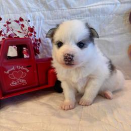 Rhys - Black and white male Pomsky puppy in Bucyrus, Missouri from Hill Top Pomskies