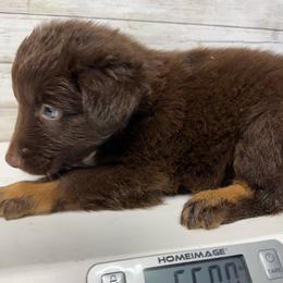 RTM -NBT - Red tri-color male Australian Shepherd puppy in Archie, Missouri from Beachin' Aussies