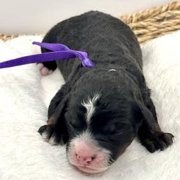 Purple girl - Tri-color female Bernedoodle puppy in O'fallon, Missouri from Rockin R Doodles