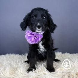 Star - Black female Goldendoodle puppy in Utah County, Utah from Big Hearted Breeders