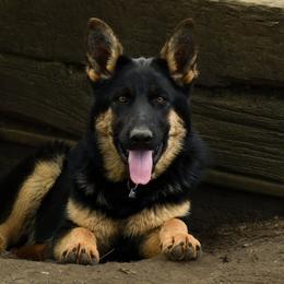 German Shepherd Puppies from Auf der Marquis German Shepherds