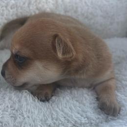 Fancy - Red female Chihuahua puppy in Scranton, South Carolina from The Magnolia Pawlor, LLC